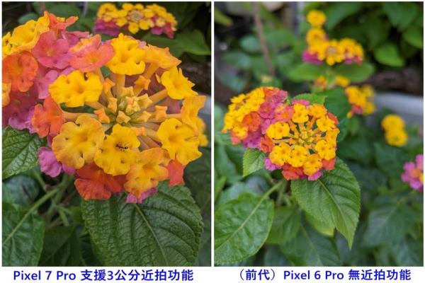 Pixel7Pro近拍對(duì)焦可捕捉3公分距離的物體，花瓣上的細(xì)小螞蟻能犀利捕捉入鏡。